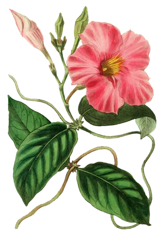 复古手绘植物花卉玫瑰花PNG免扣图案高清图片PS设计素材图