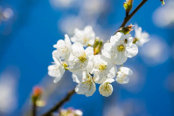 白色樱花图片