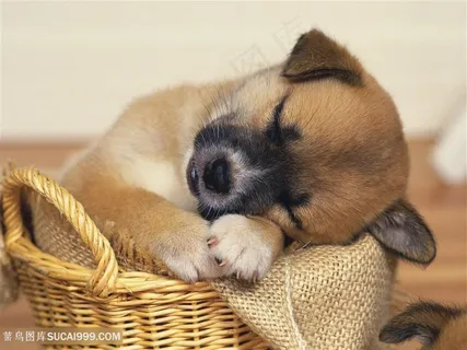 高清在篮子里熟睡的小奶狗图片 高清在篮子里熟睡的小奶狗图片