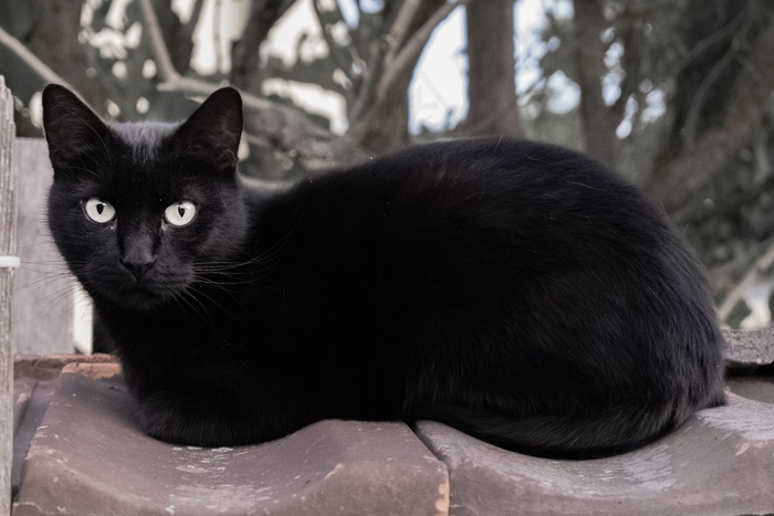 纯黑色小猫咪图片