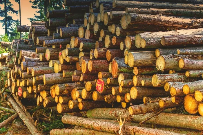 森林木头堆图片