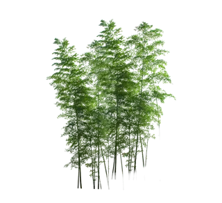 树木树枝树叶免扣素材