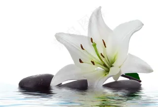 水中花图片素材