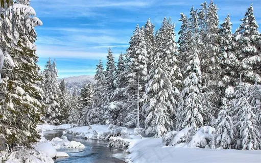 美丽雪景松树 美丽雪景松树
