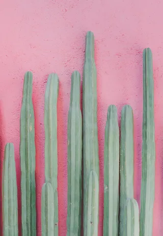 绿色仙人掌仙人球摄影素材