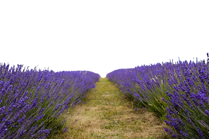 现代农业薰衣草