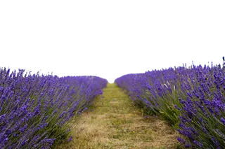 现代农业薰衣草