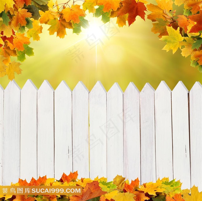 秋叶系列 - 秋天美丽的树叶和白色围栏