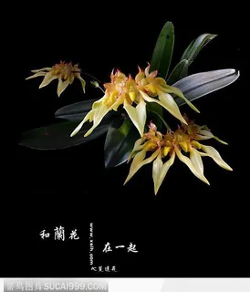 兰花、黄色花朵、花卉品种