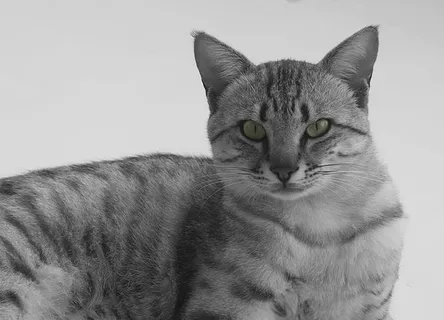 可爱猫咪 动物 素材 奶萌 (207) 可爱猫咪 动物 素材 奶萌 (207)