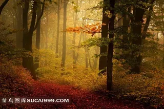 金秋 落叶 森林