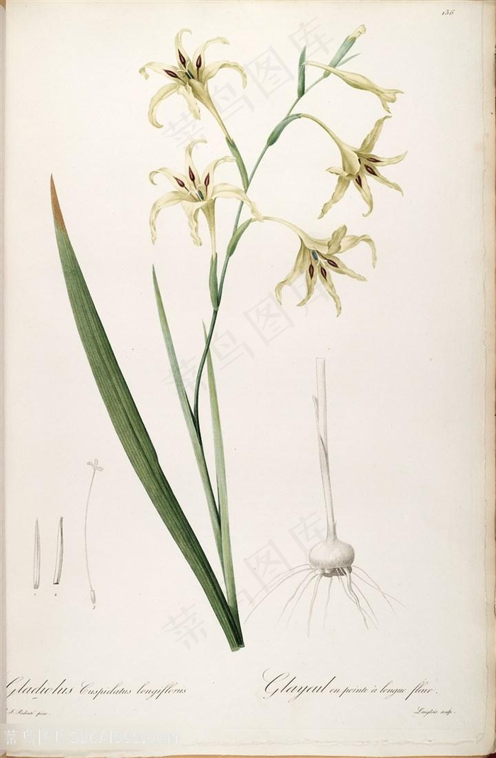 唯美兰花复古插画装饰画