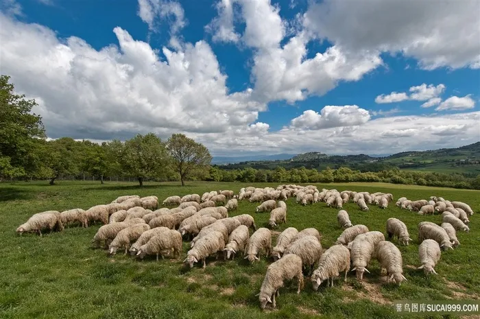 草地里的一群绵阳图片