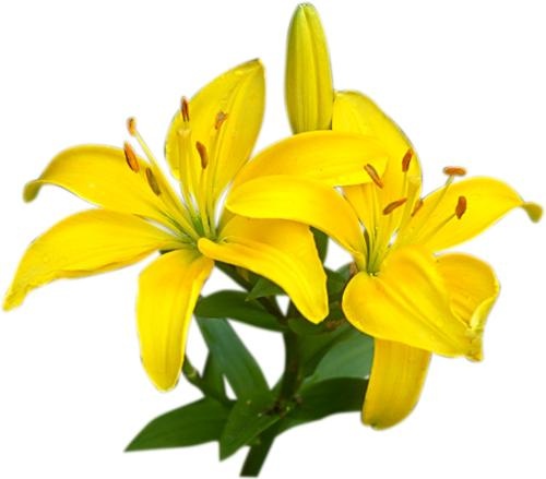 百合花免抠(500x439)