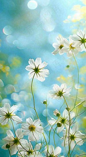 春天清新白色花朵温馨，蓝色朦胧，立春惊蛰春分摄影图