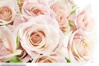 花卉特写-一束白色的玫瑰