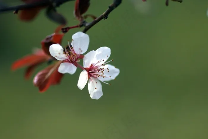 绿色背景中的白色花枝