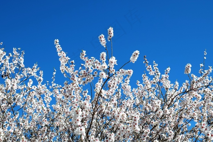 春天盛开桃花唯美图片