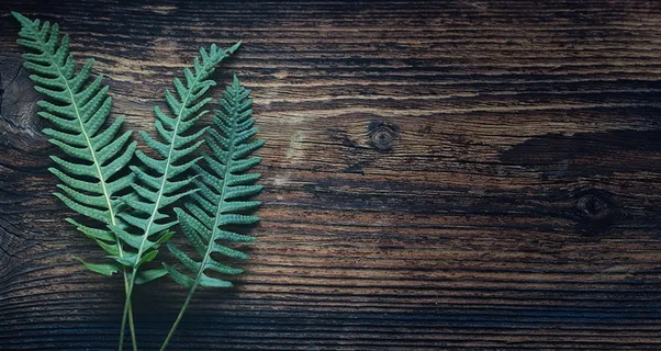 绿色蕨类木纹背景图片 绿色蕨类木纹背景图片