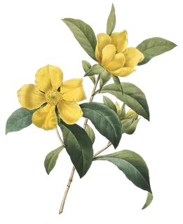 免抠黄色花朵树枝图片