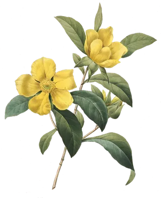 免抠黄色花朵树枝图片