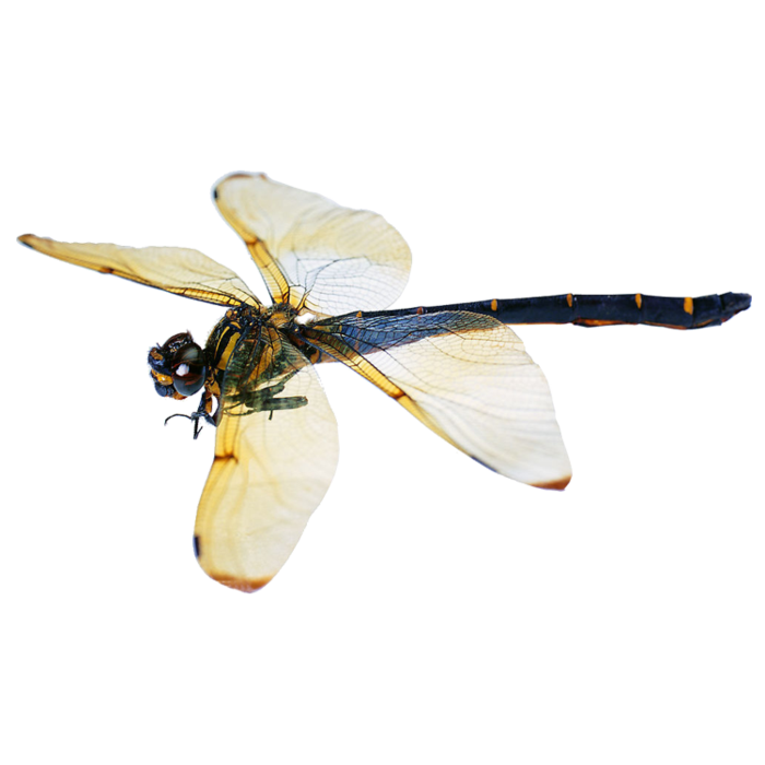 蜻蜓|夏天|免扣|背景