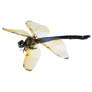 蜻蜓|夏天|免扣|背景 蜻蜓|夏天|免扣|背景