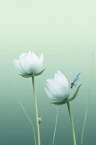 清新浅绿色荷花节气背景