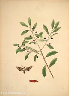 蝴蝶植物果实树枝复古图谱