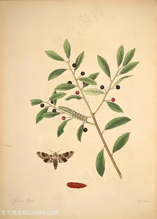 蝴蝶植物果实树枝复古图谱