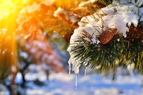 美丽松树雪景 美丽松树雪景