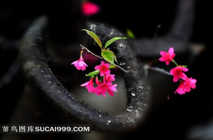 高清树枝上的红色花朵鲜花图片