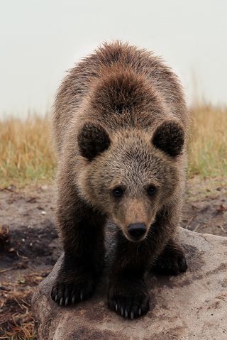 熊动物棕熊动物园野生动物狗熊