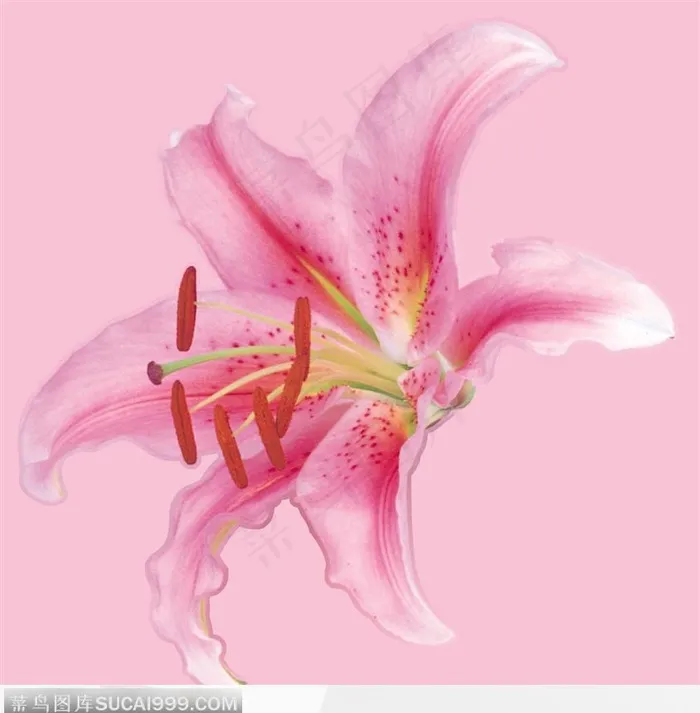 粉红色百合花