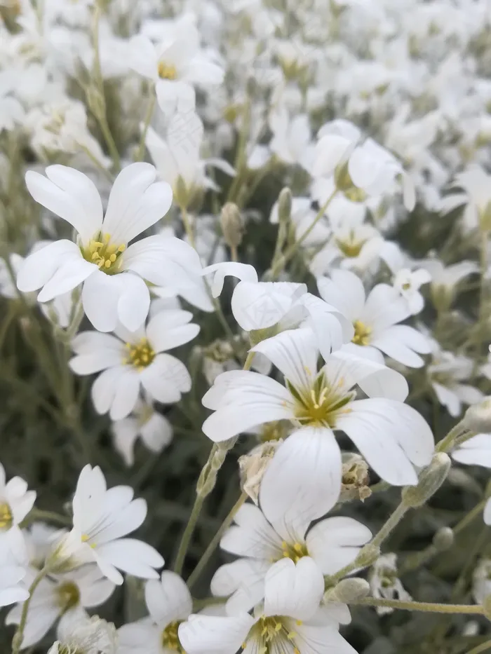 小清新白色小花图片