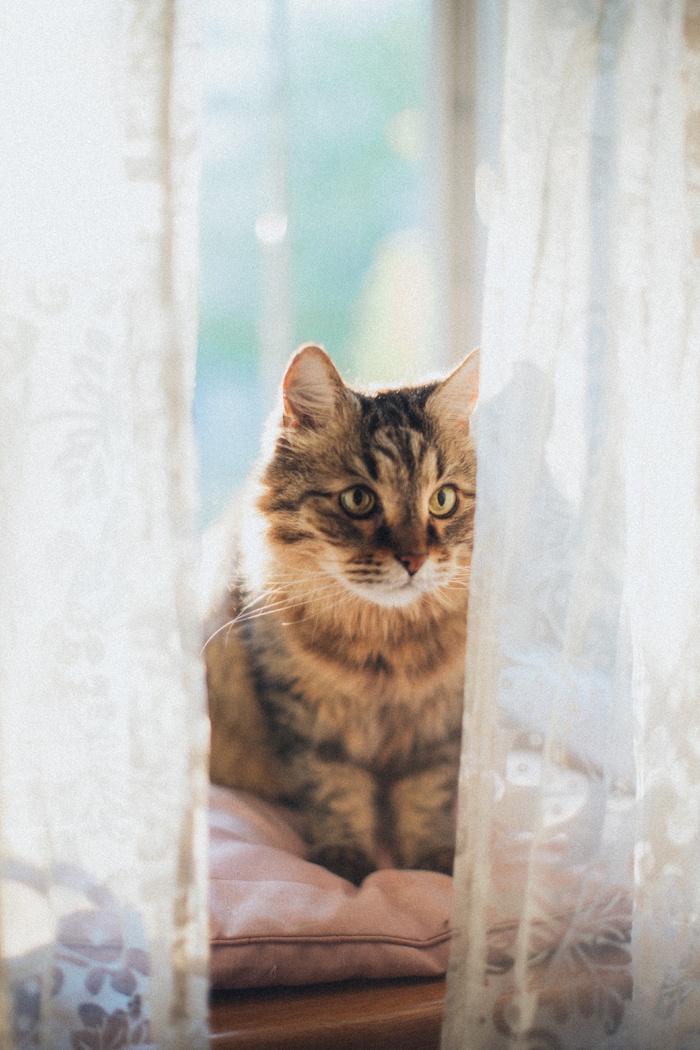 可爱猫咪猫猫摄影素材