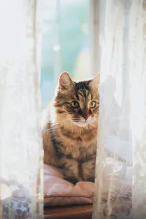 可爱猫咪猫猫摄影素材 可爱猫咪猫猫摄影素材