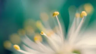 唯美高清蒲公英