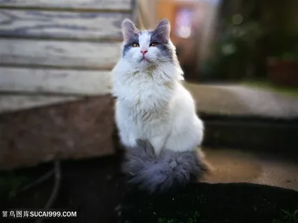 可爱的白色布偶猫图片猫咪图片 可爱的白色布偶猫图片猫咪图片
