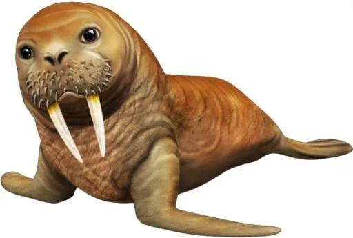 海象 PNG免抠(632x427)