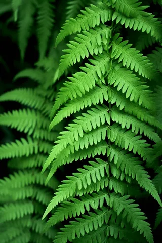 蕨类植物绿叶摄影图