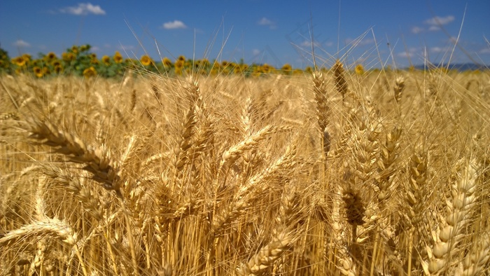 成熟小麦摄影图片