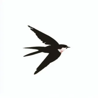 燕子png免抠