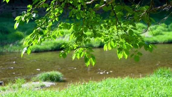 溪, 森林, 树木, 谷, 蓝叶, 自然, 水, 景观