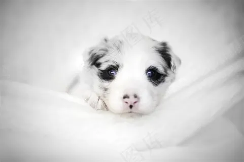 超可爱小奶狗高清图片