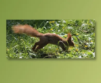 草地上的可爱松鼠图片