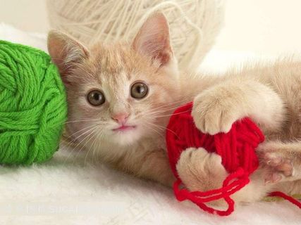 小猫和毛线团