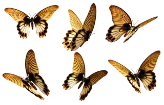 昆虫蜻蜓动物免扣素材虫子蝴蝶