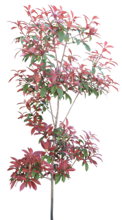 高清树木素材 免抠PSD植物素材 美术绘画园林贴图 树草灌木花草