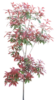 高清树木素材 免抠PSD植物素材 美术绘画园林贴图 树草灌木花草